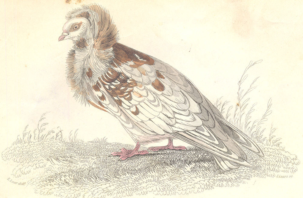 BIRDS. Columba Livia, Var, Cucullata. Prideaux John Selby 1835 old print